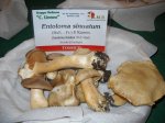 entoloma sinuatus